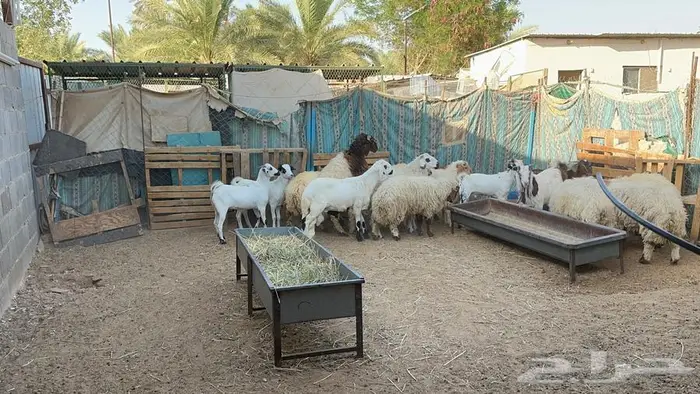 ذبايح للبيع 6