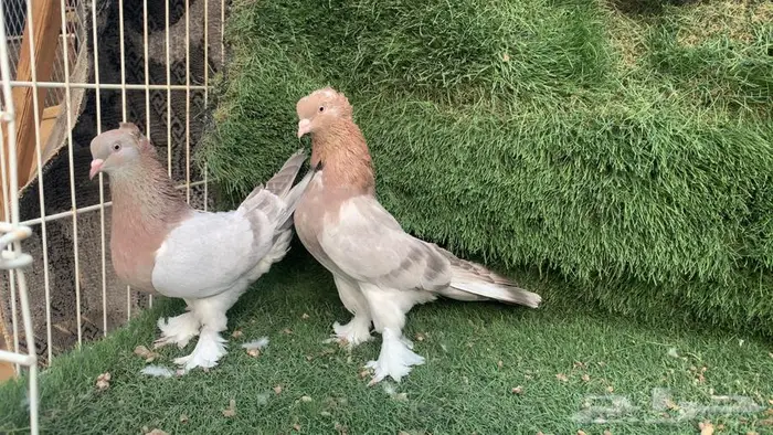 جوز عسلي صبه 0