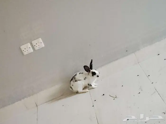 أرنب 1