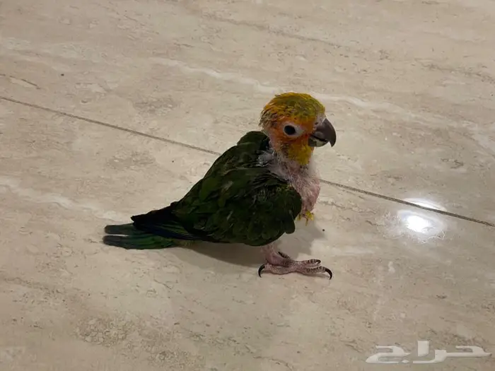 فرخ صن كنيور للبيع 0