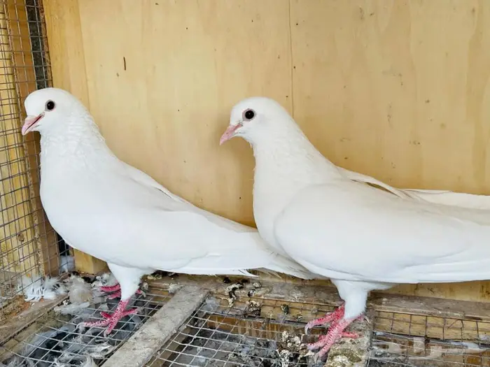 جوز صنعاوي معه فروخه 0