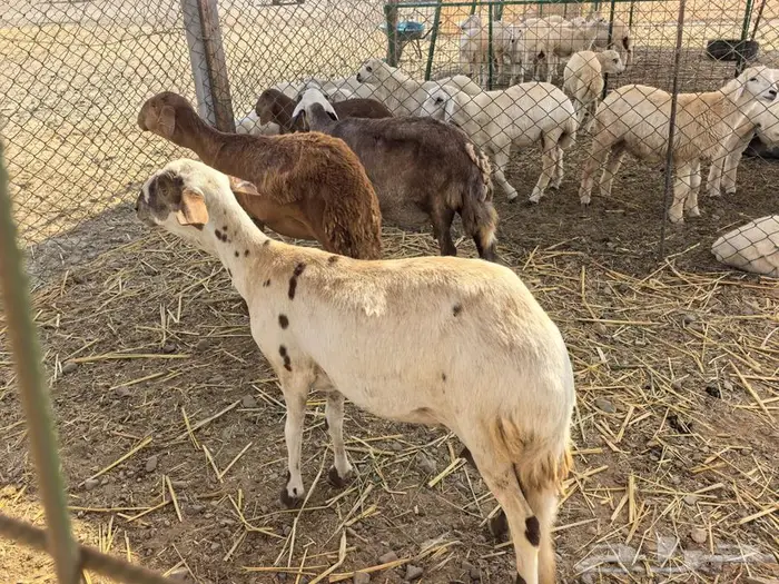 ضان سواكن 2