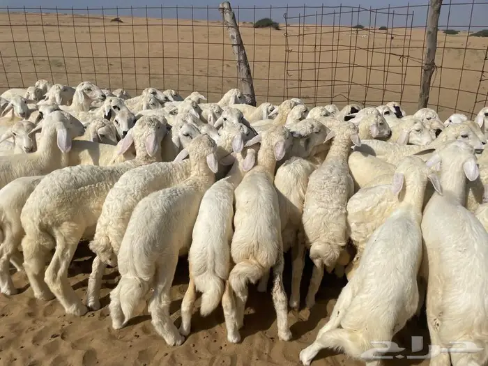 بهم حري 100 (تم البيع ) 1