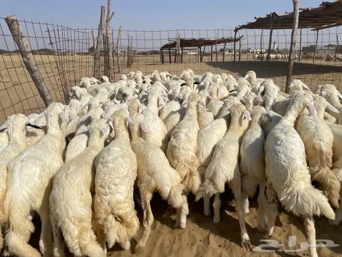 بهم حري 100 (تم البيع ) 3