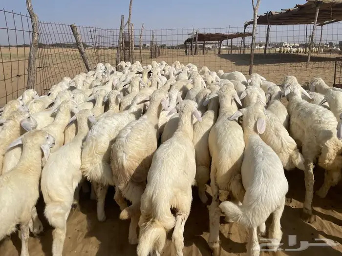 بهم حري 100 (تم البيع ) 2