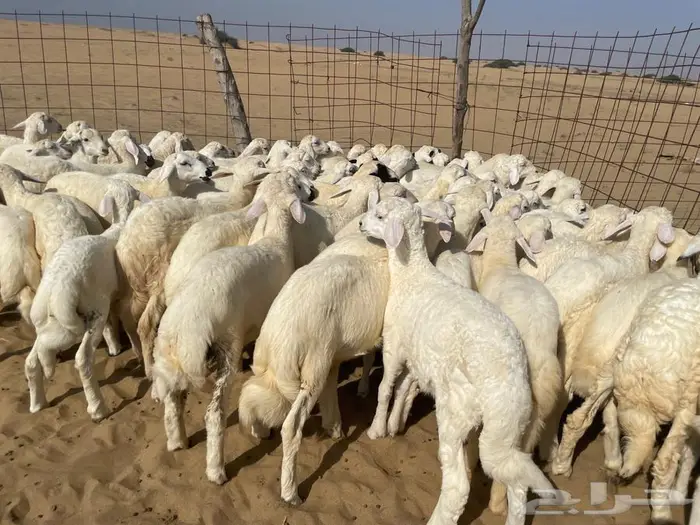 بهم حري 100 (تم البيع ) 4