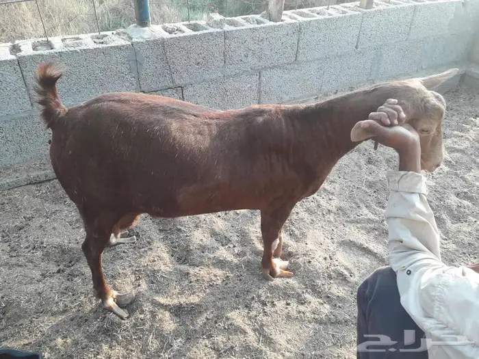 عنز حايل 1