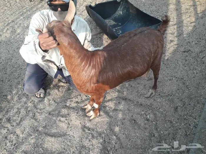 عنز حايل 2