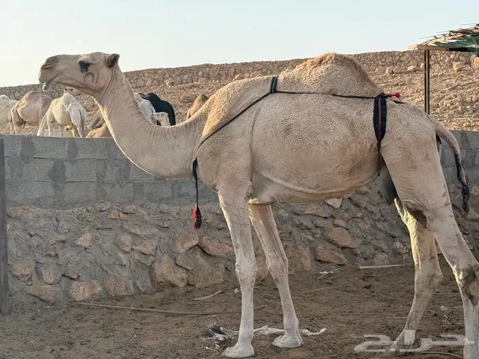 عشرا شقحا للبيع 0