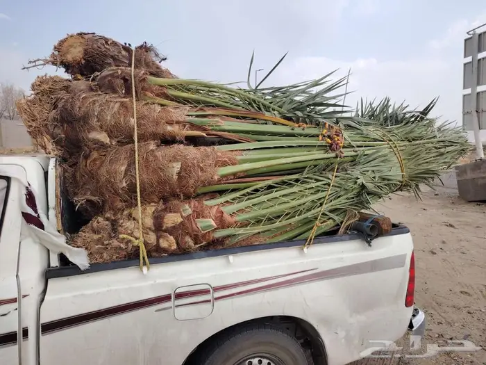 لدينا جميع انواع النخيل المثمره والزينه 7