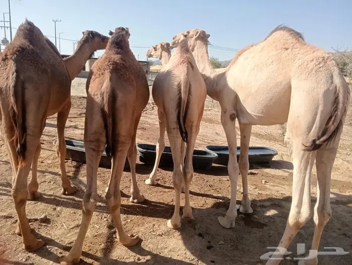 عروض الجملة مستمرة   قعدان مميزة بانتظارك 1