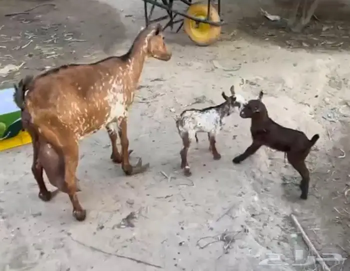 ماعز تحته تيس وجفره 0