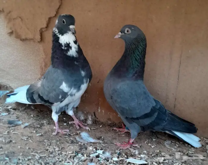 قطايف بالخرج 4