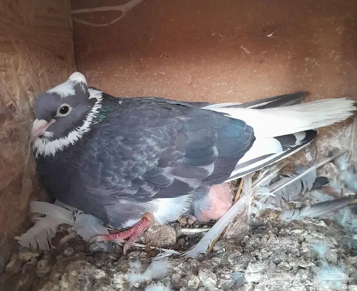 قطايف بالخرج 23