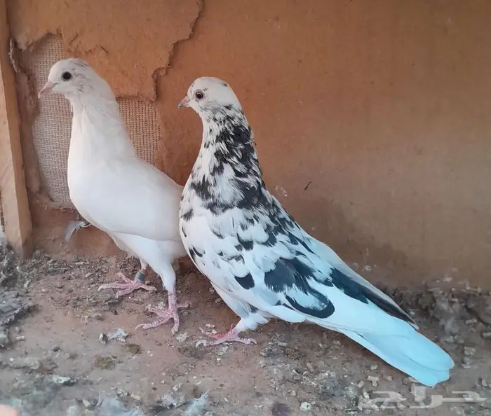 قطايف بالخرج 14