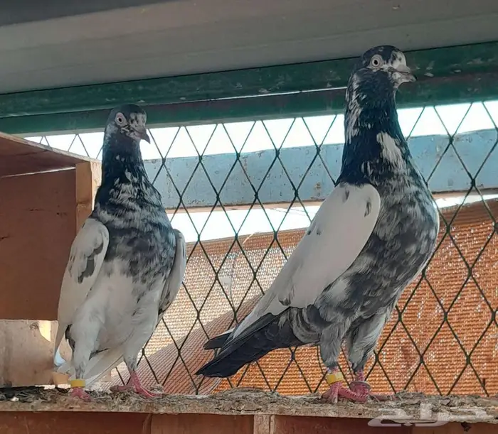 قطايف بالخرج 26