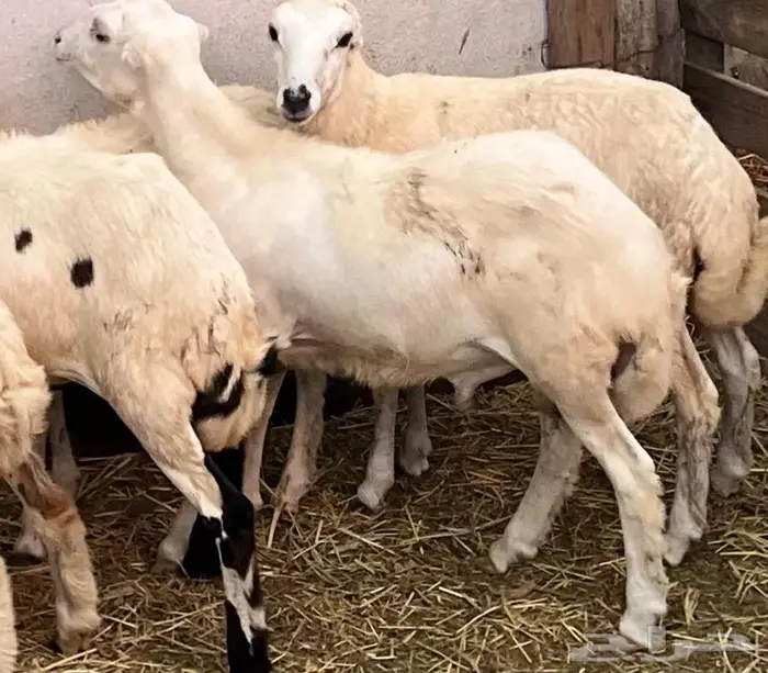 كبش ورخل للبيع 2