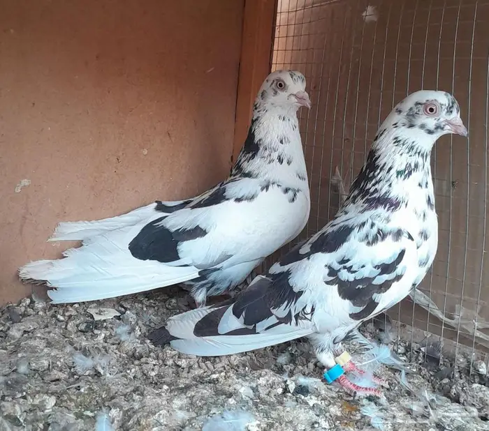 قطايف بالخرج 17