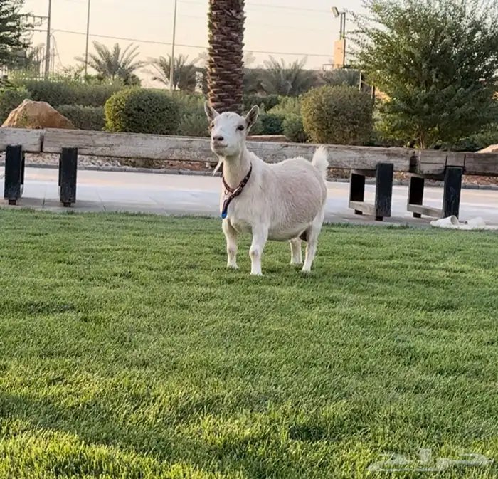 للبيع ماعز قزم 0