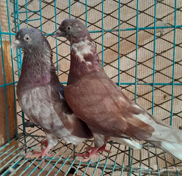 قطايف بالخرج 25