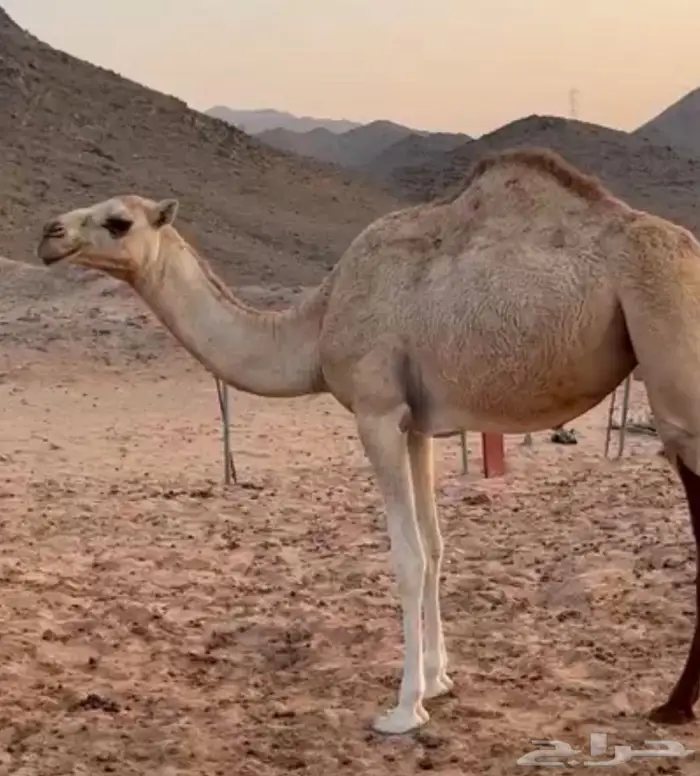 للبيع بكاره بلدي امها ساحليه قصب عمرها سنه 0