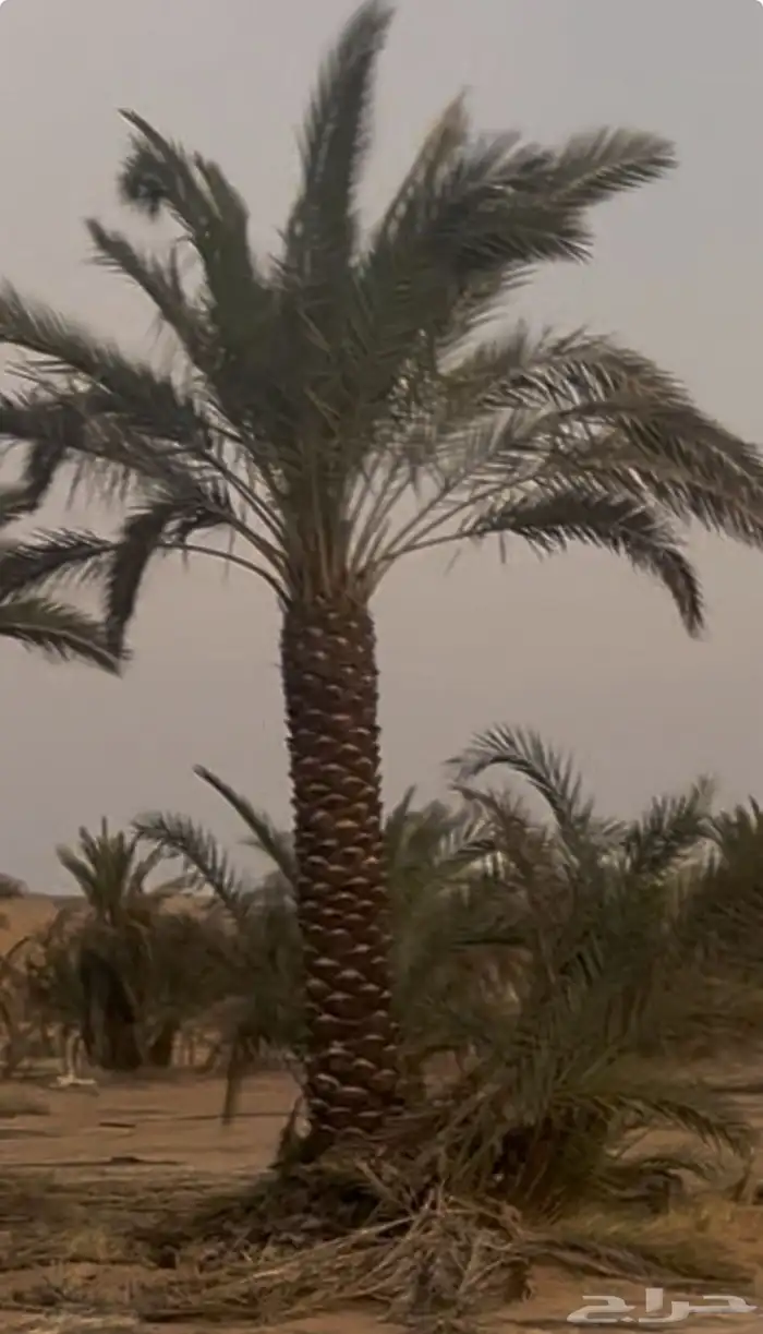للبيع نخيل عربي مثمر نقايل وفسايل جميع المقاسات والانواع 9