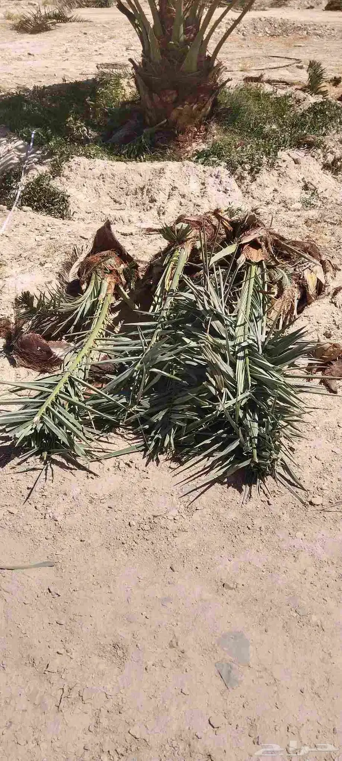 قلع وغرس الفروخ 0