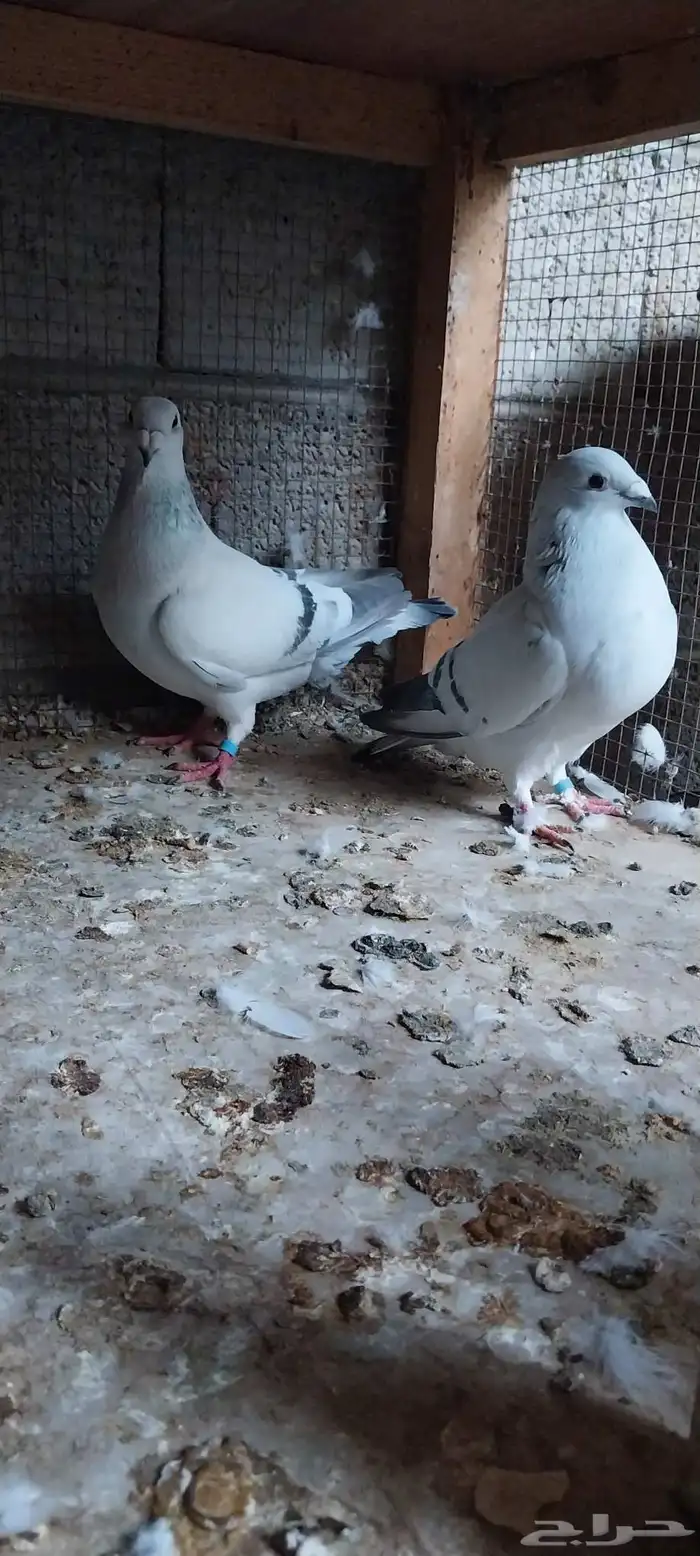 جوزين زاجل 1