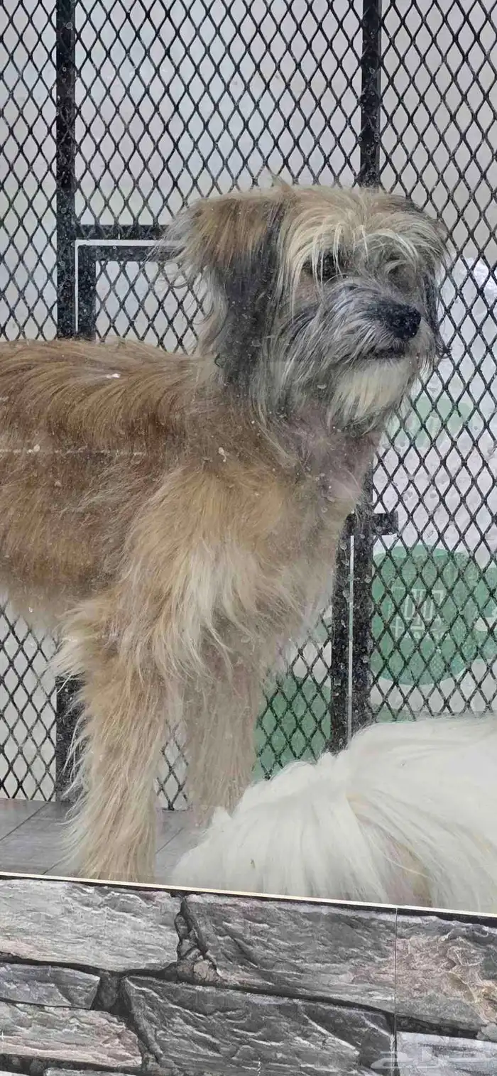 للبيع كلب شيتزو ميكس وكلب مالتيز 3