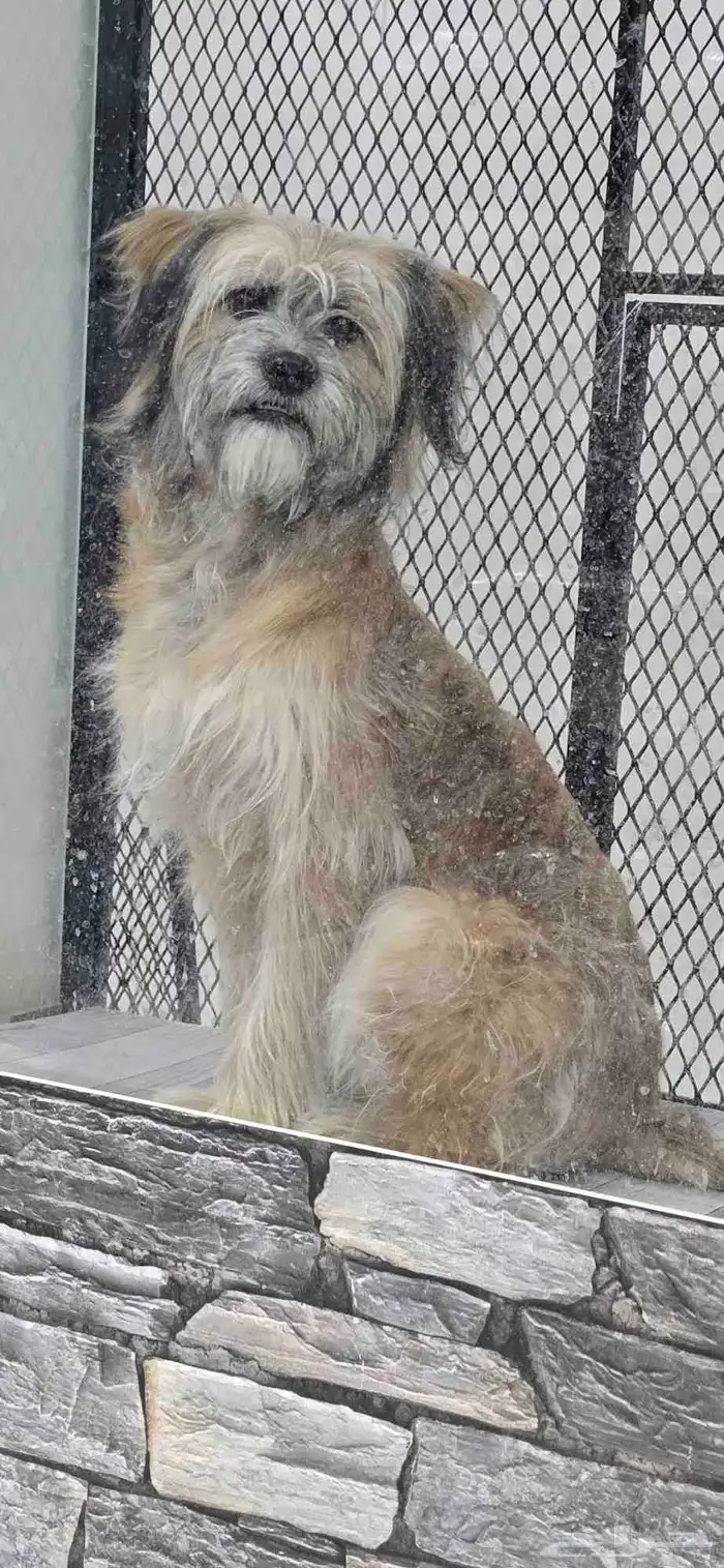 للبيع كلب شيتزو ميكس وكلب مالتيز 1