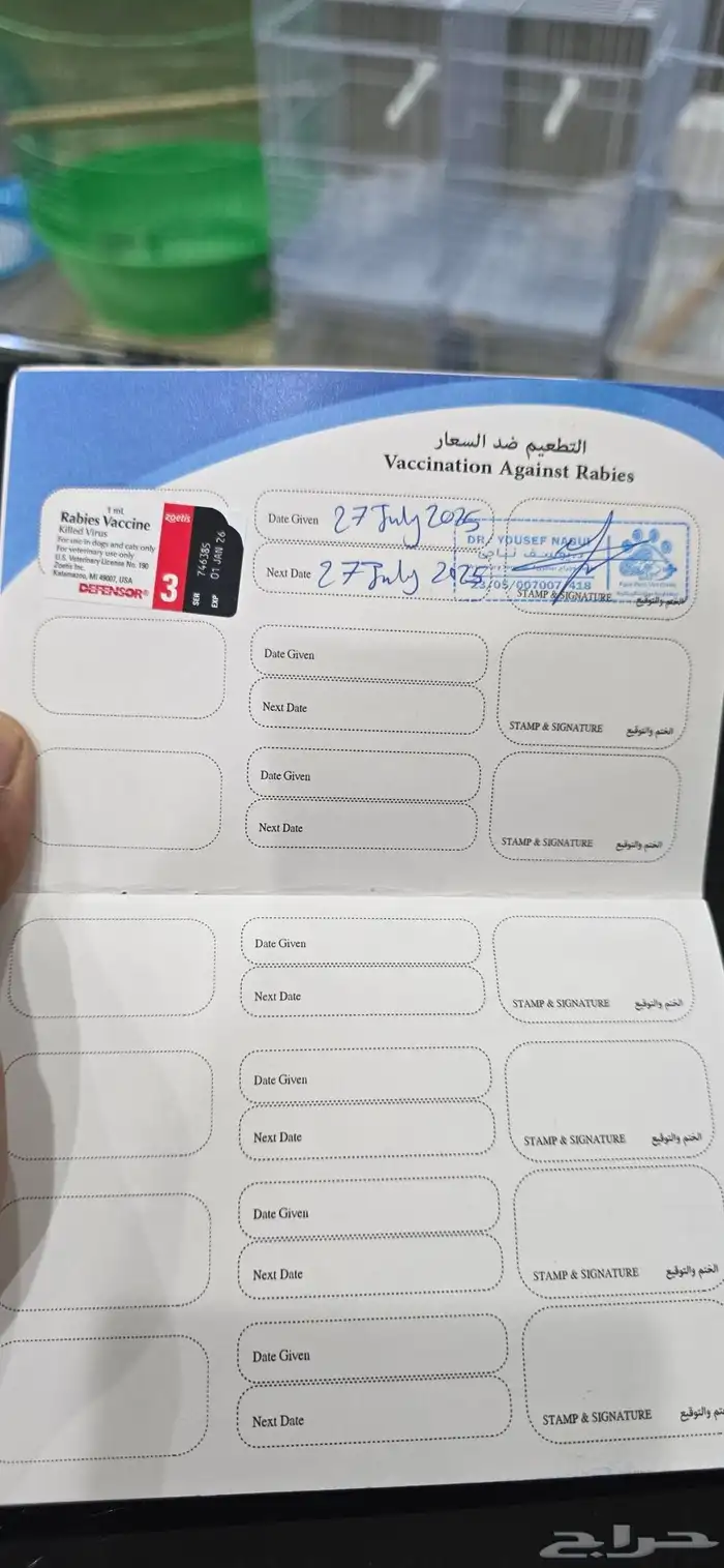 للبيع كلب شيتزو ميكس وكلب مالتيز 10