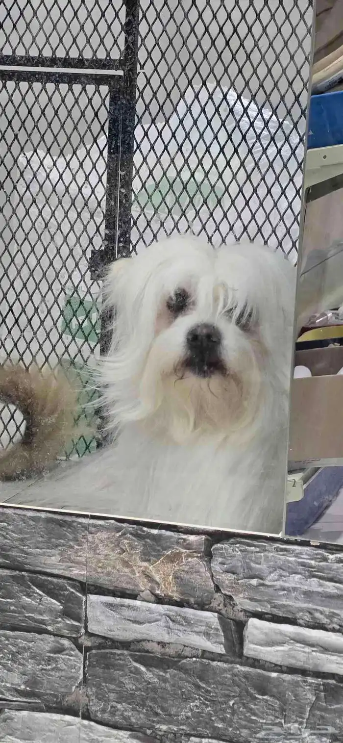 للبيع كلب شيتزو ميكس وكلب مالتيز 0