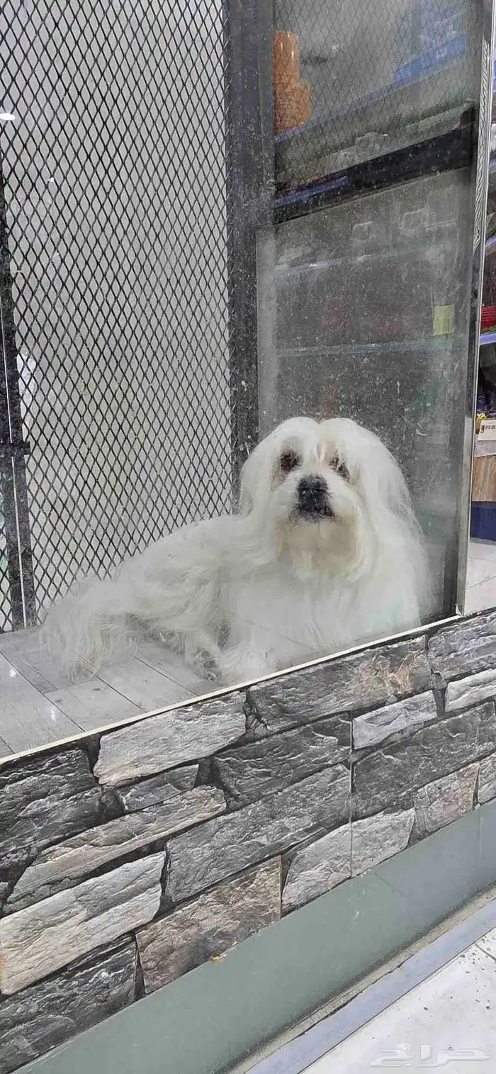 للبيع كلب شيتزو ميكس وكلب مالتيز 8