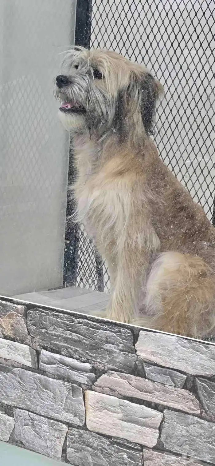 للبيع كلب شيتزو ميكس وكلب مالتيز 4