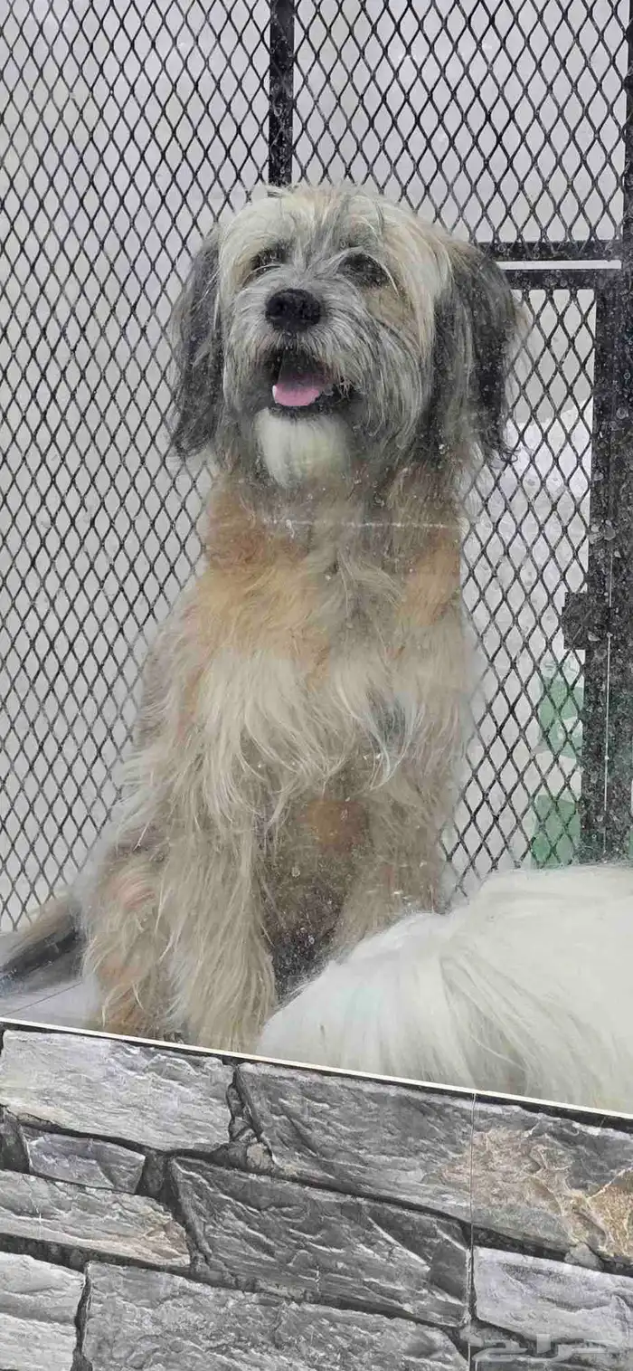 للبيع كلب شيتزو ميكس وكلب مالتيز 6