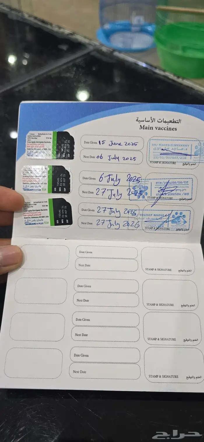 للبيع كلب شيتزو ميكس وكلب مالتيز 11