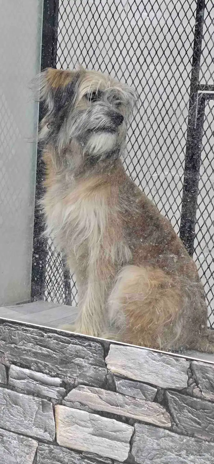 للبيع كلب شيتزو ميكس وكلب مالتيز 2