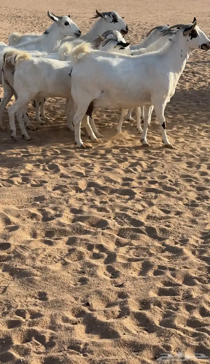 ماعز بيشات صنف 3