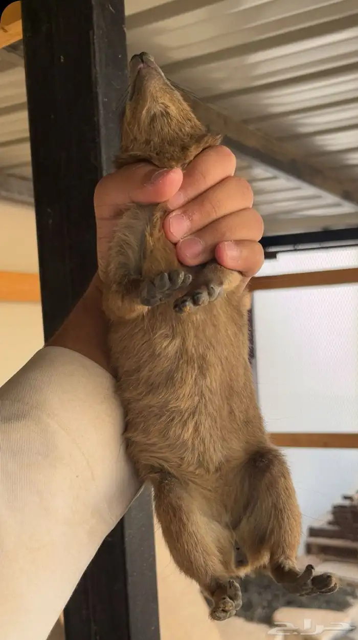 وبر 1