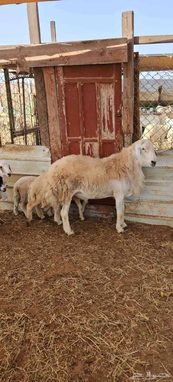 فحل حري مشروط 3