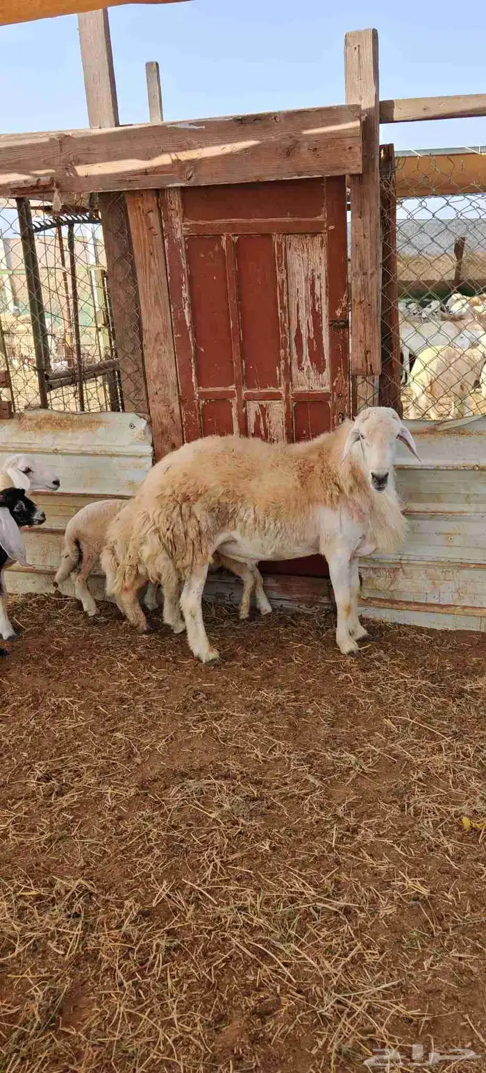 فحل حري مشروط 2