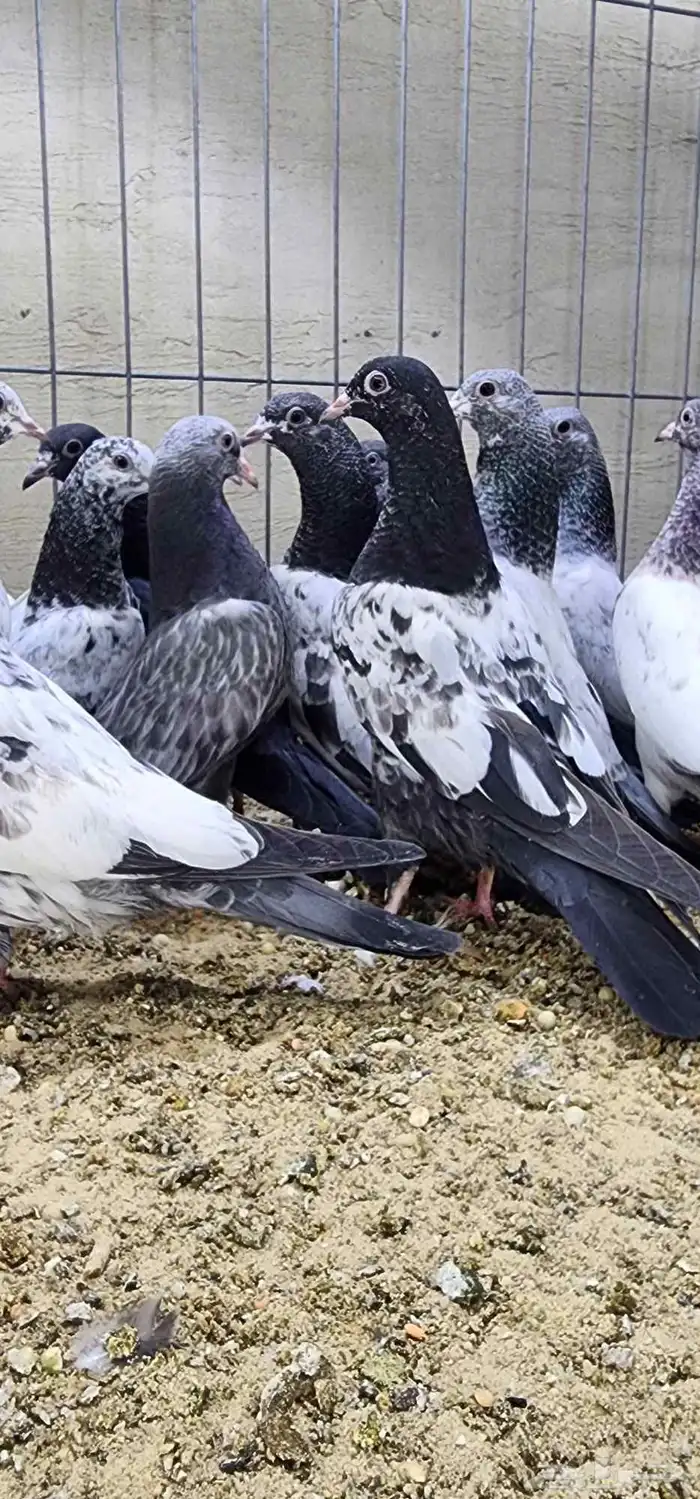 طبات بكستانيات نخب اول تم البيع 3