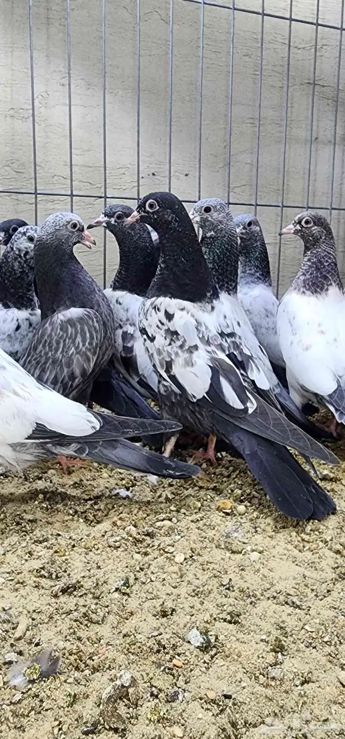 طبات بكستانيات نخب اول تم البيع 2