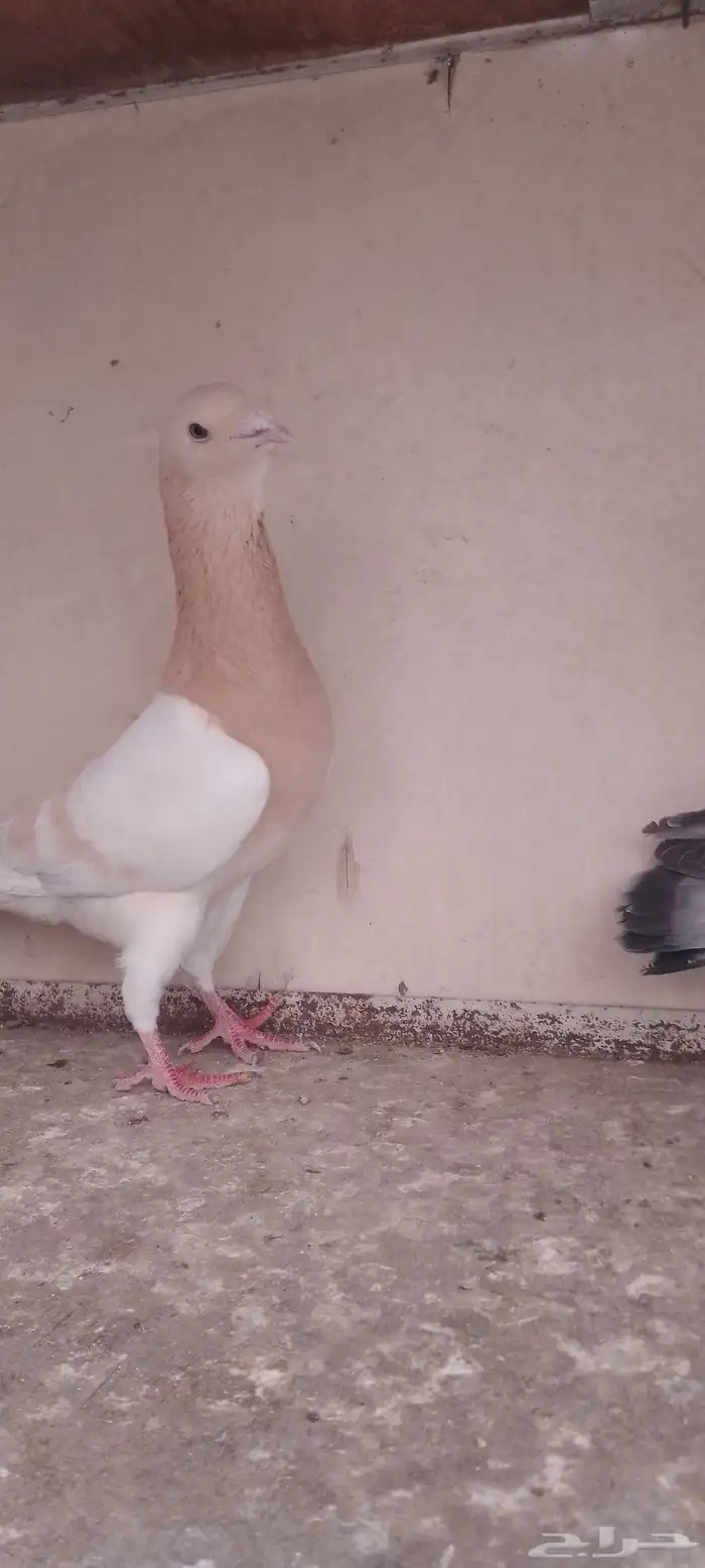 سبع حبات رياحنه 0