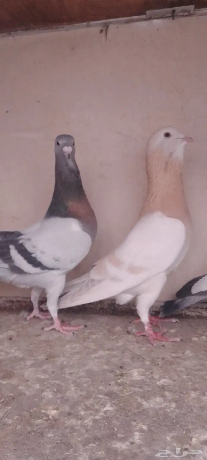 سبع حبات رياحنه 1