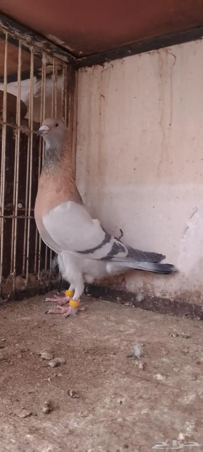 سبع حبات رياحنه 7