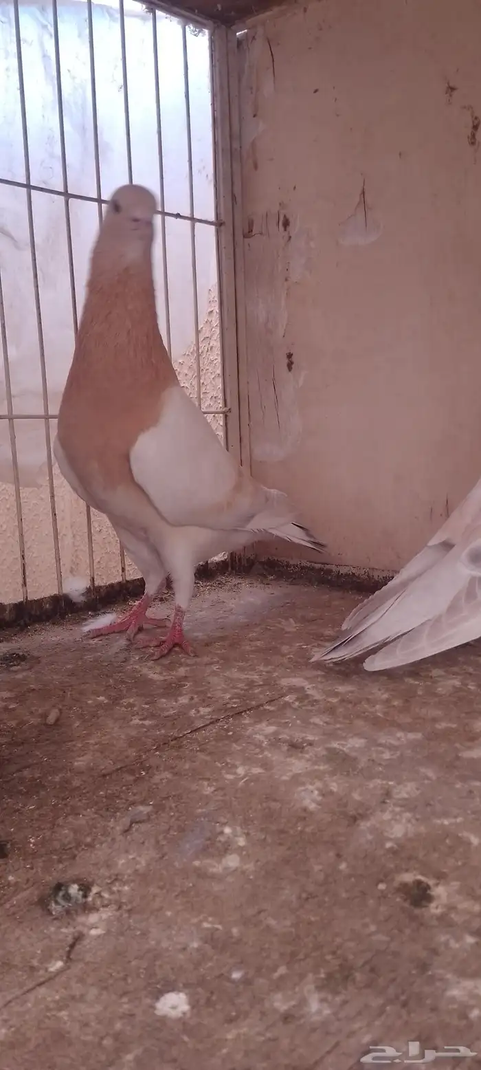 سبع حبات رياحنه 8
