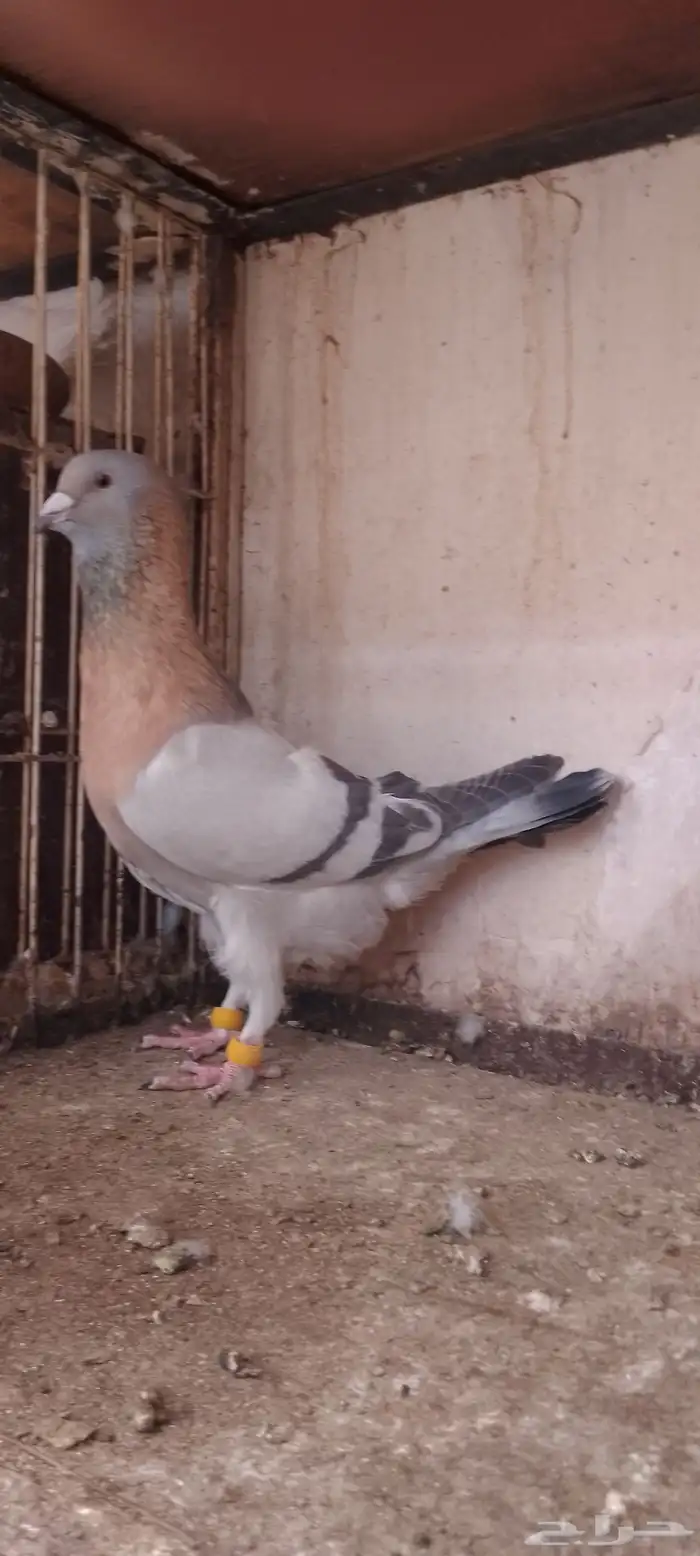 سبع حبات رياحنه 4