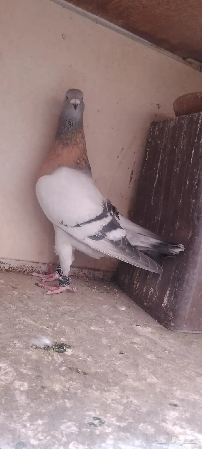 سبع حبات رياحنه 3