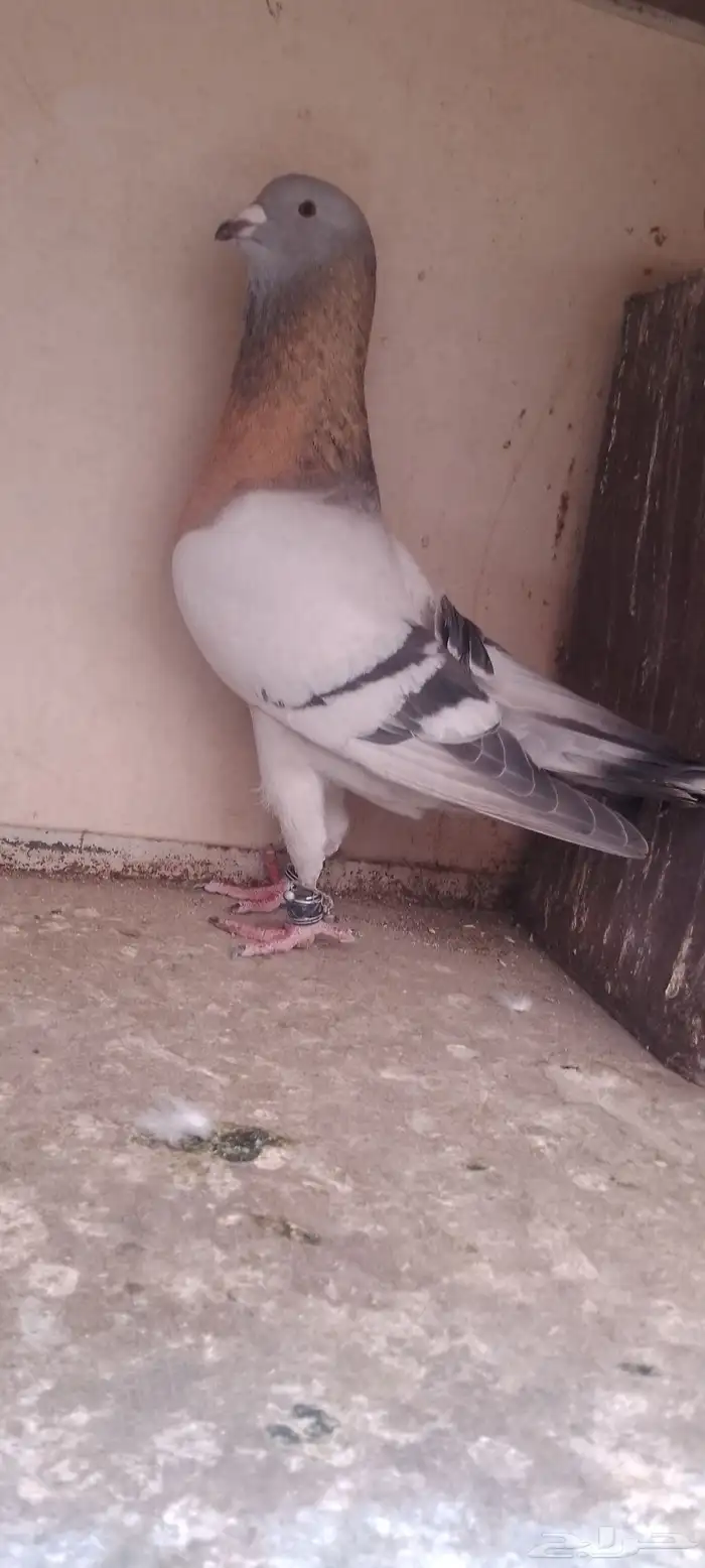 سبع حبات رياحنه 6